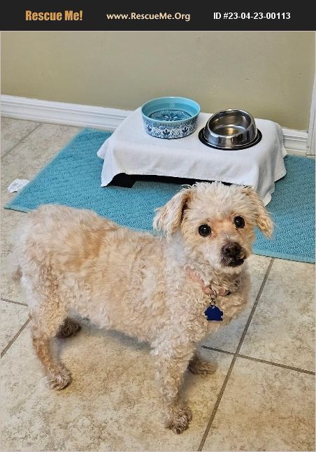 ADOPT 23042300113 Bichon Frise Rescue Cape Coral, FL