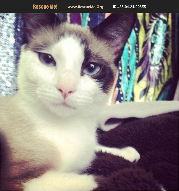 ADOPT 23042400355 Snowshoe Rescue Vinton, VA