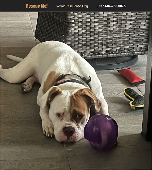 ADOPT 23042500075 American Bulldog Rescue VENICE, FL