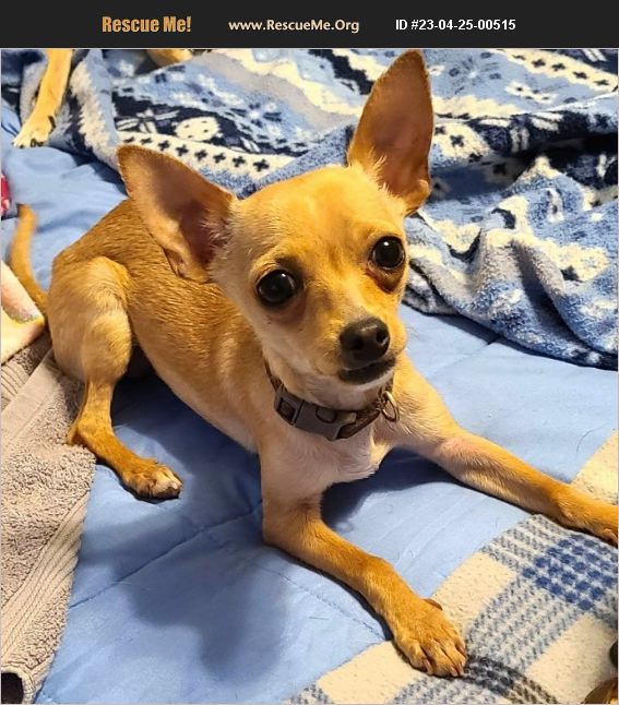 Adopt 23042500515 ~ Chihuahua Rescue ~ Phoenix Az