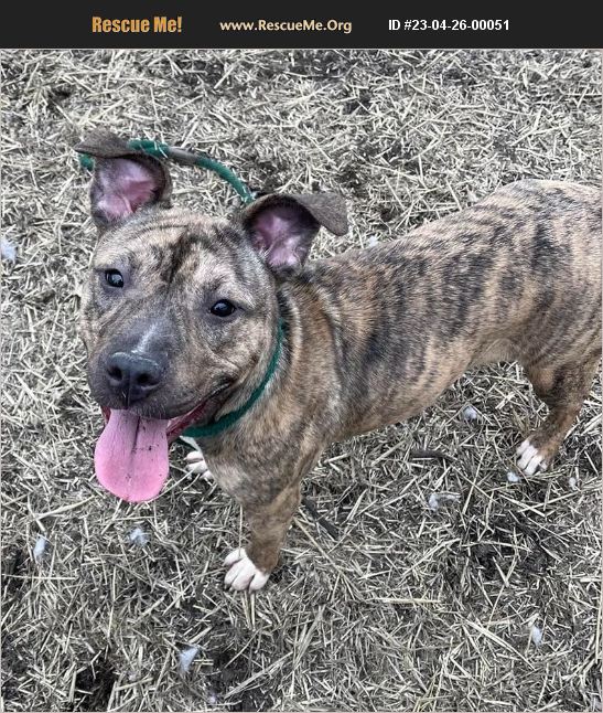 ADOPT 23042600051 Pit Bull Rescue Chicago, IL