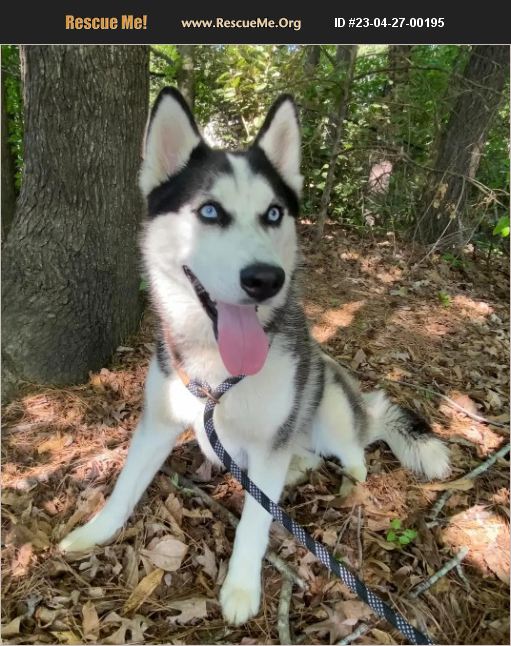 ADOPT 23042700195 Siberian Husky Rescue Raleigh, NC