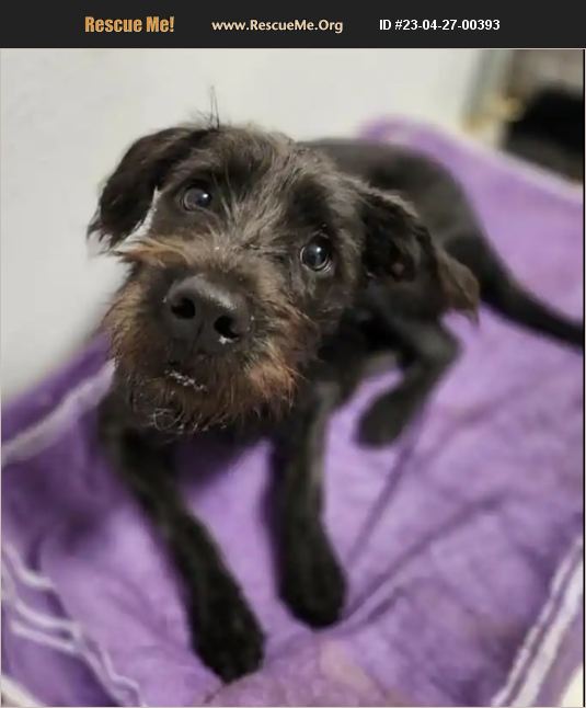 ADOPT 23042700393 Irish Wolfhound Rescue Minot, ND