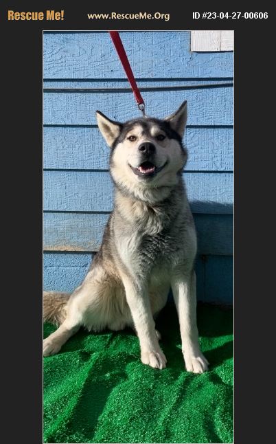 ADOPT 23042700606 ~ Siberian Husky Rescue ~ Selah, WA