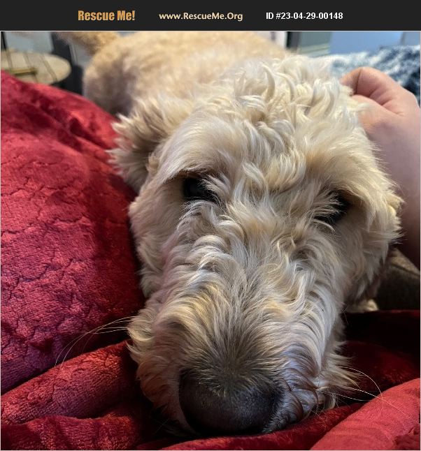 ADOPT 23042900148 Golden Retriever Rescue Louisville, KY