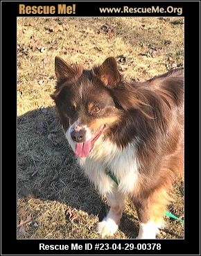 Rescue me cheap australian shepherd