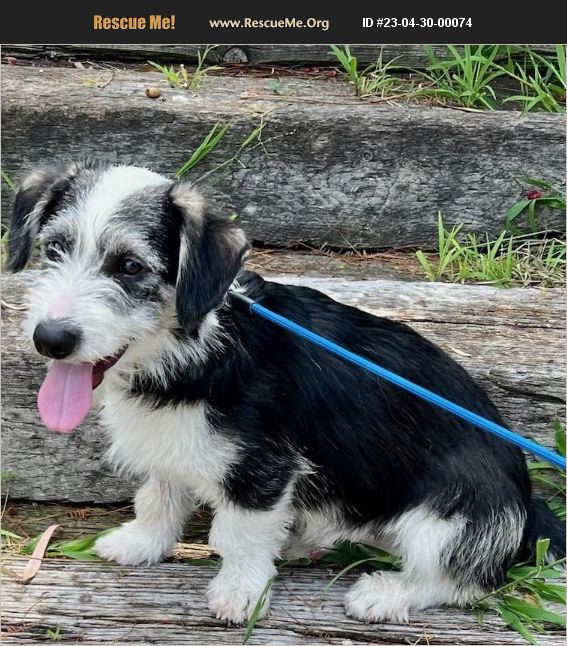 ADOPT 23043000074 Soft Coated Wheaten Terrier Rescue Tustin, CA