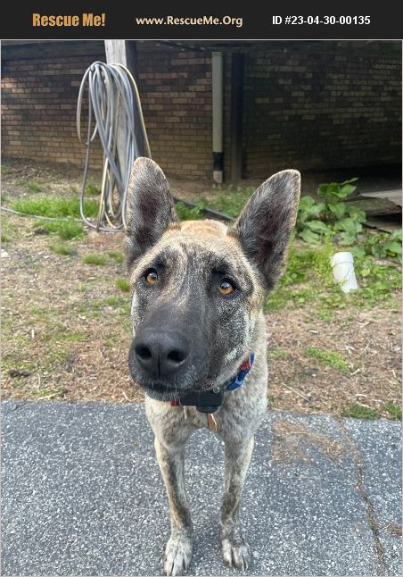 Adopt 23043000135 ~ Dutch Shepherd Rescue ~ Asheville, Nc