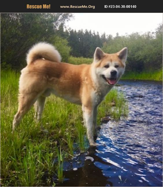 ADOPT 23043000140 ~ Akita Rescue ~ Prescott, AZ