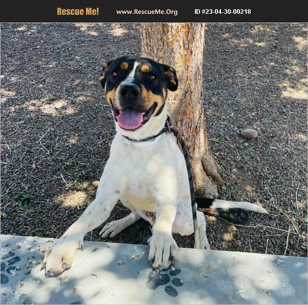 ADOPT 23043000218 Greater Swiss Mountain Dog Rescue Phoenix, AZ