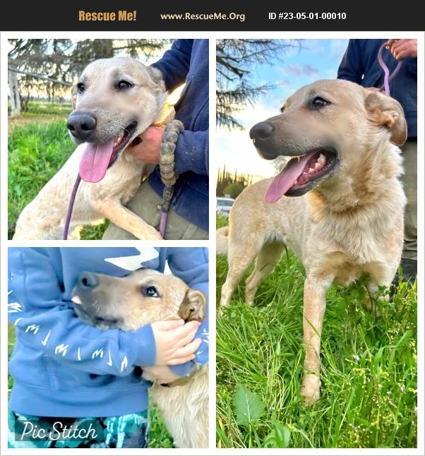 ADOPT 23050100010 Australian Cattle Dog Rescue WA