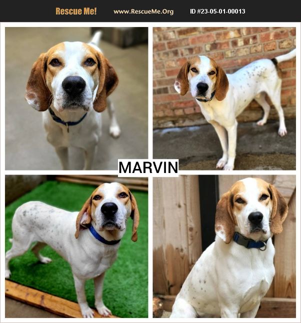 ADOPT 23050100013 Treeing Walker Coonhound Rescue Chicago, IL