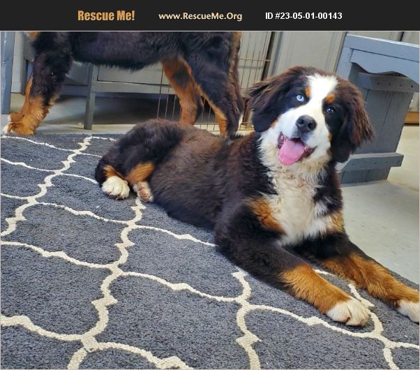 ADOPT 23050100143 Bernese Mountain Dog Rescue Denver, IN
