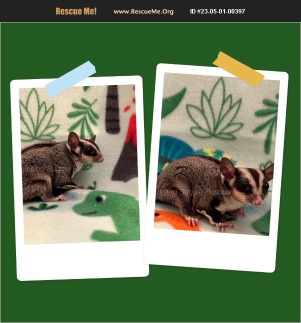 ADOPT 23050100397 Small Mammal Rescue Merrick, NY