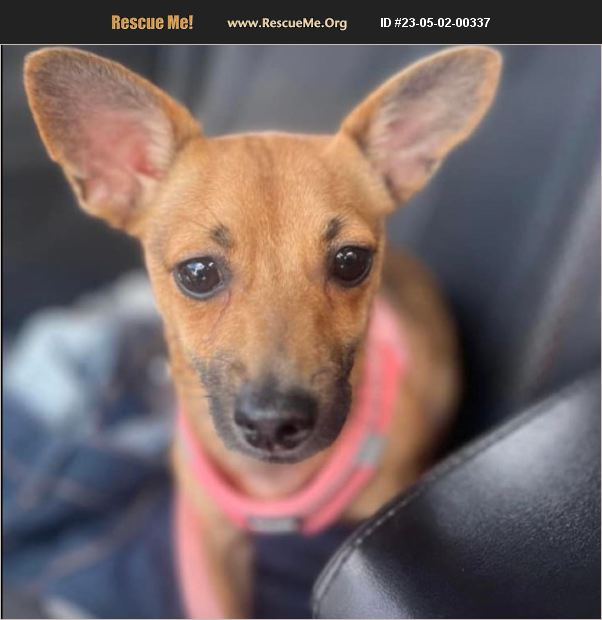 Adopt 23050200337 ~ Chihuahua Rescue ~ Miami Dade County Fl