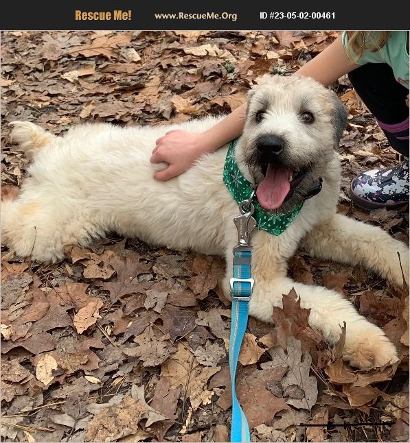 ADOPT 23050200461 Soft Coated Wheaten Terrier Rescue Huntersville, NC