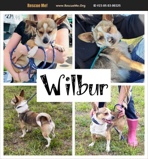 ADOPT 23050300325 Chihuahua Rescue Rentz, GA