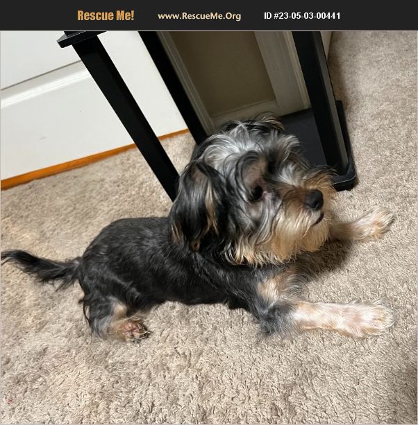 adopt-23050300441-yorkie-rescue-raleigh-nc