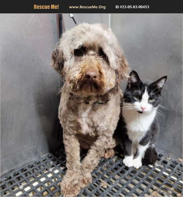 ADOPT 23050300453 Poodle Rescue PLATTSBURGH, NY