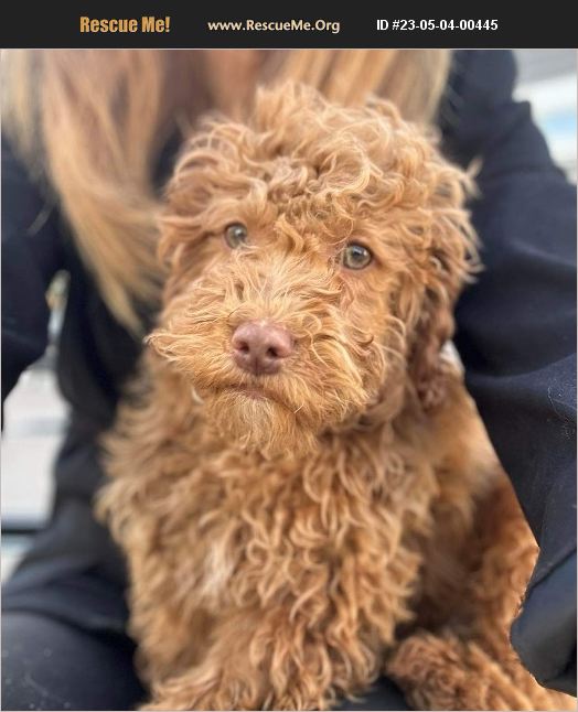 Adopt 23050400445 ~ Cockapoo Rescue ~ Parker Co