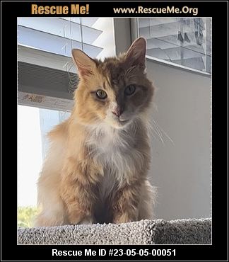- Florida Maine Coon Rescue - ADOPTIONS - Rescue Me!