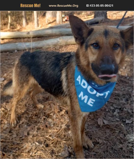 ADOPT 23050500421 German Shepherd Rescue New Milford, CT