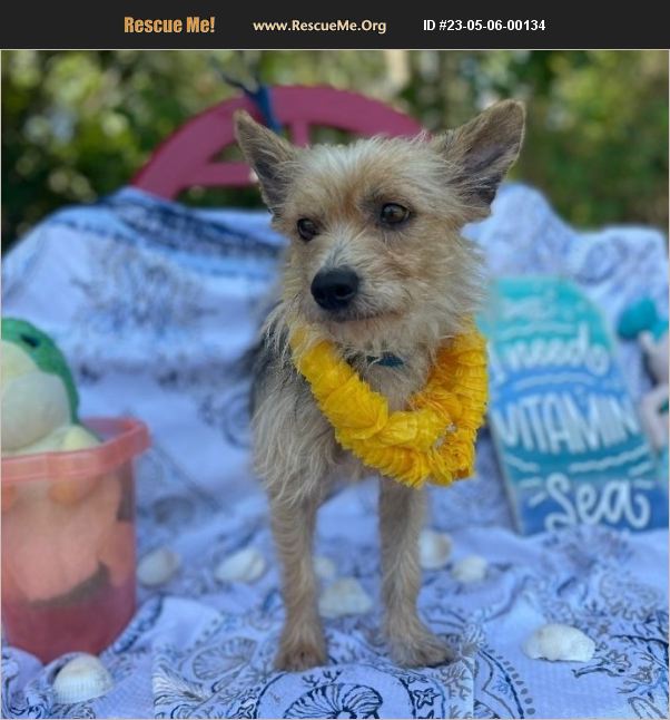 ADOPT 23050600134 Norwich Terrier Rescue Sebring, FL