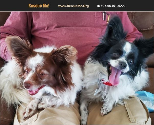 ADOPT 23050700220 ~ Papillon Rescue ~ Boise, ID