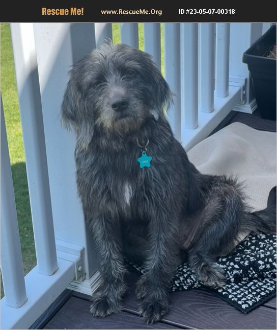 ADOPT 23050700318 Irish Wolfhound Rescue Richmond, VA