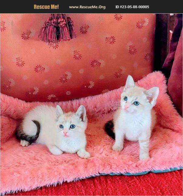 ADOPT 23050800005 Snowshoe Rescue Tarzana, CA