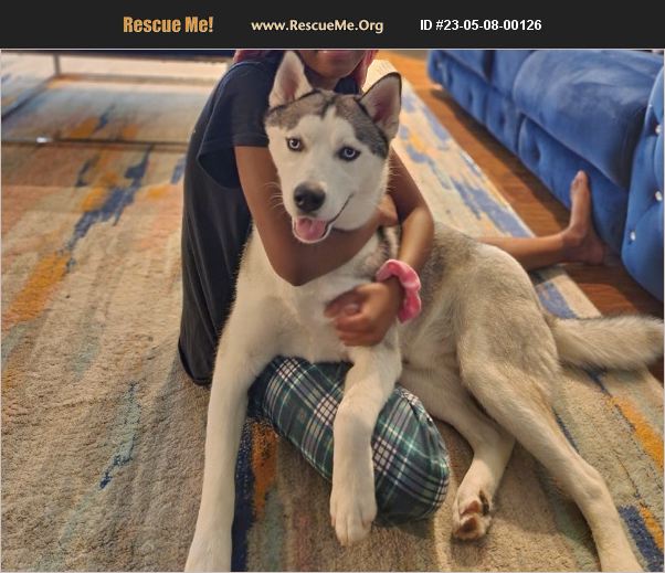 ADOPT 23050800126 Siberian Husky Rescue SUFFOLK, VA