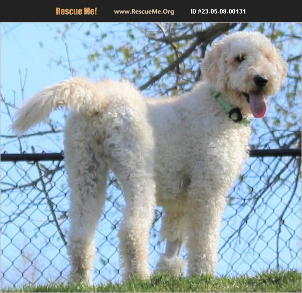 ADOPT 23050800131 ~ Poodle Rescue ~ Lisbon, IA