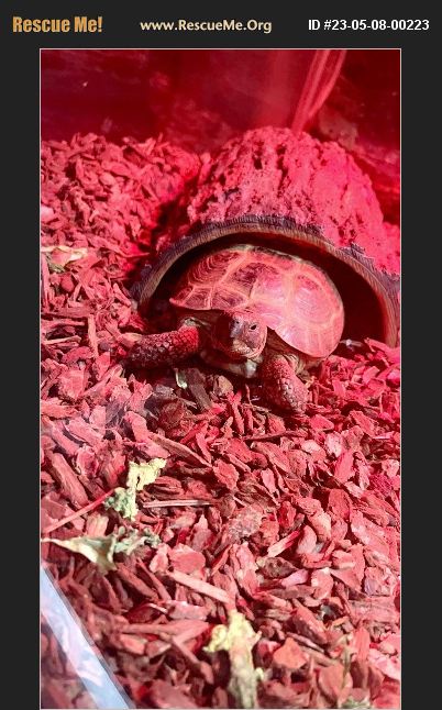 ADOPT 23050800223 ~ Reptile/Amphibian Rescue ~ Newtown Square, PA