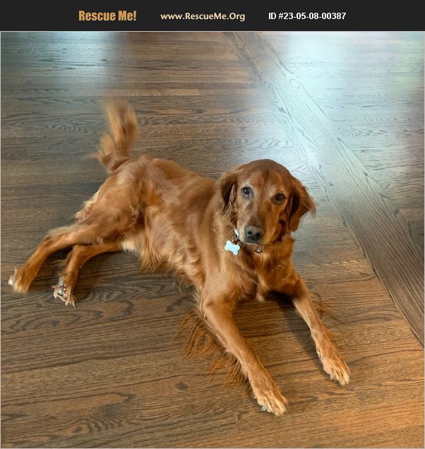 ADOPT 23050800387 Irish Setter Rescue Villa Hills, KY