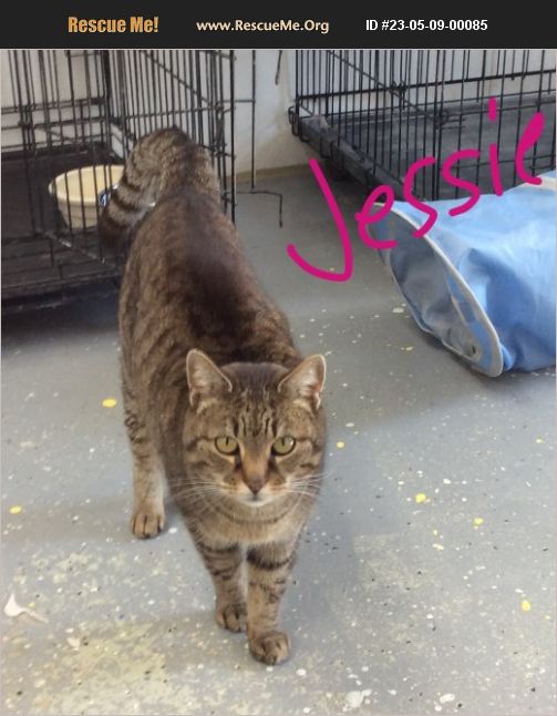 ADOPT 23050900085 Domestic Cat Rescue Lebanon, MO