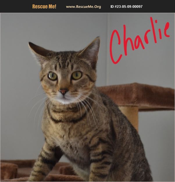 ADOPT 23050900097 Domestic Cat Rescue Lebanon, MO