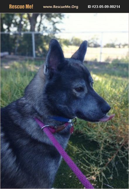 ADOPT 23050900214 ~ Akita Rescue ~ Los Lunas, NM