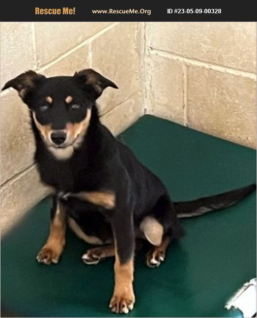 Adopt 23050900328 ~ Australian Kelpie Rescue ~ Bedford Hills Ny 