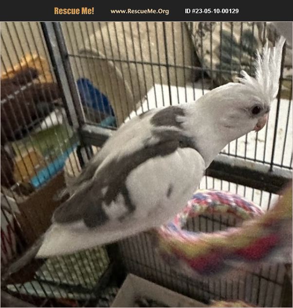 ADOPT 23051000129 Pet Bird Rescue Tustin, CA