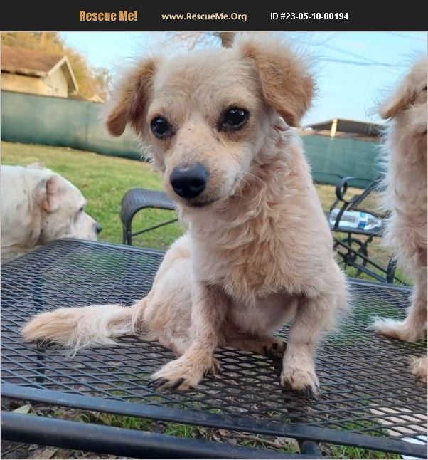 ADOPT 23051000194 Chihuahua Rescue pasadena, TX