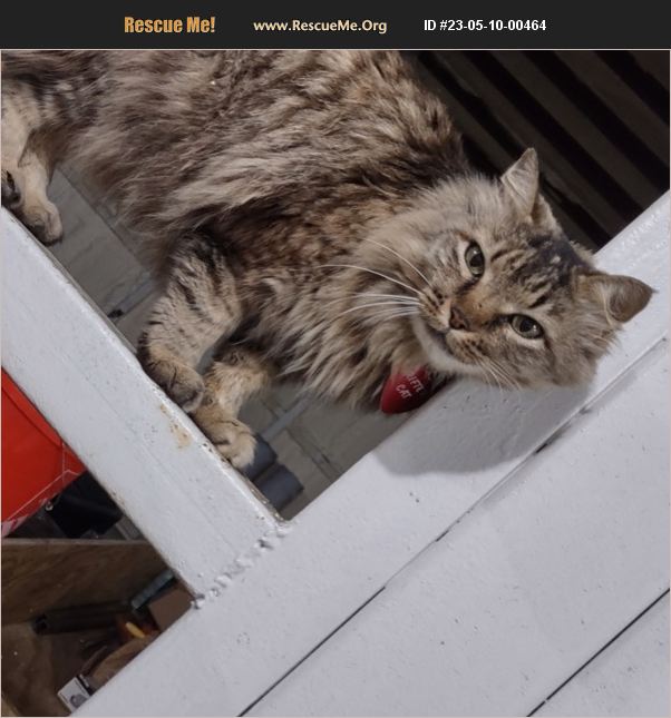 ADOPT 23051000464 Maine Coon Rescue Cleveland, TX