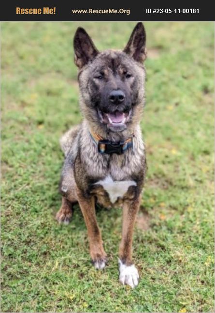 ADOPT 23051100181 ~ Akita Rescue ~ Sacramento County, CA