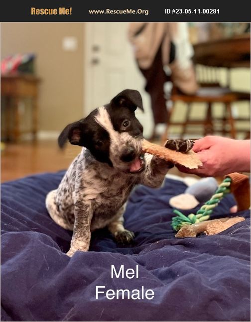 ADOPT 23051100281 Australian Cattle Dog Rescue Paso Robles, CA