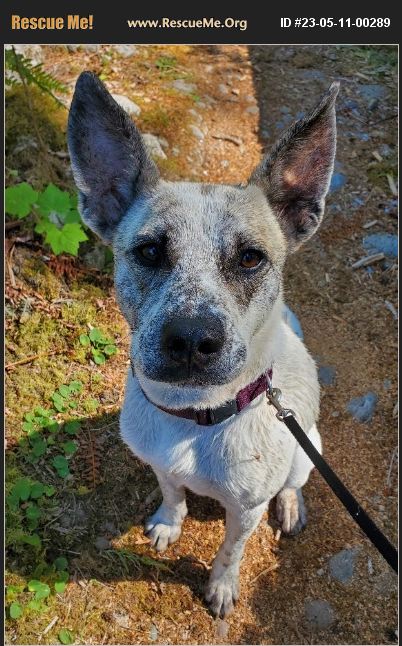 ADOPT 23051100289 Australian Cattle Dog Rescue Bellingham, WA