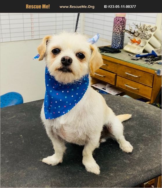 ADOPT 23051100377 Lhasa Apso Rescue Houston, TX