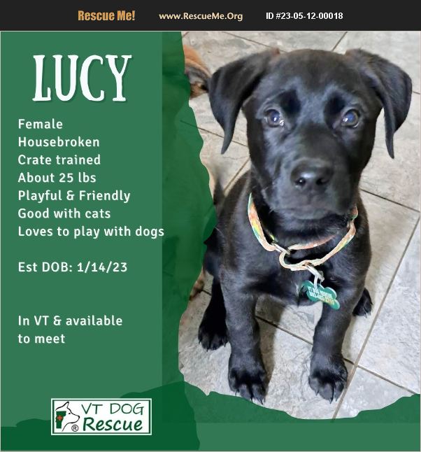 ADOPT 23051200018 Lab Rescue Hinesburg, VT