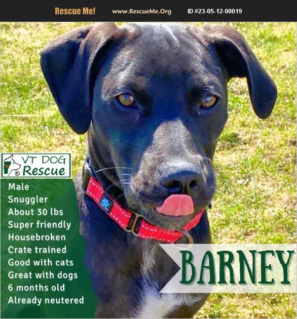 ADOPT 23051200019 Lab Rescue Hinesburg, VT