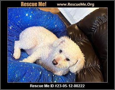 - Washington Poodle Rescue - ADOPTIONS - Rescue Me!