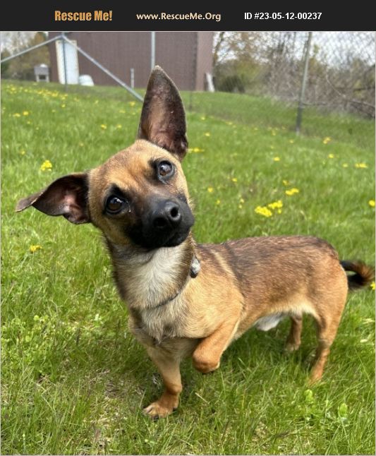ADOPT 23051200237 Dachshund Rescue Battle Creek, MI