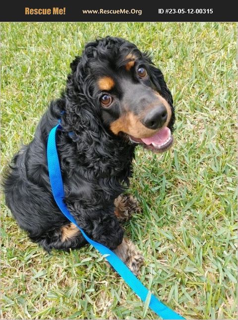 Adopt 23051200315 ~ Cocker Spaniel Rescue ~ Cape Coral Fl 